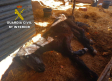 Investigado por maltrato de un caballo en Carrión de Calatrava (Ciudad Real)