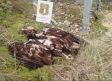 70 aves han muerto electrocutadas en Albacete en este año