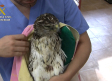 Fiscalía investiga tras hallarse 44 aves electrocutadas en una finca de Albacete
