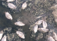 Aparecen centenares de peces muertos en el pantano del Vicario