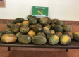 Roban 20.000 kilos de melones en Tembleque; uno de los tres investigados trabajaba en la finca