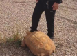 Abandonada una tortuga gigante de 25 kg en Ciudad Real