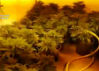 Más de 6.000 plantas de marihuana en una casa ocupada en Argés y en una vivienda en Olías del Rey