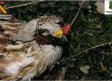 Un milano real y un águila imperial muertos por cebos envenenados en una finca de Oropesa (Toledo)