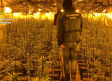 Desmanteladas en Gerindote, Fuensalida y Torrijos (Toledo) tres plantaciones de marihuana cuidadas por vietnamitas