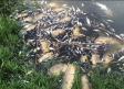 Miles de peces muertos, en la Ribera del Tajo