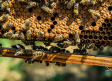 Los apicultores prevén un mal 2021, acuciados por la varroa, la falta de tratamientos, los bajos precios y la mortandad