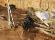 Una veintena de perros "atados y prácticamente sin cobijo": la "situación lamentable" que denuncia El Arca de Noé
