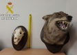 Incautan un oso pardo y una cabeza de lobo ibérico disecados a un vecino de Burujón (Toledo)