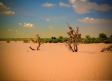 Diez buenas noticias sobre desertización