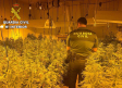 Detenido un joven de 24 años por cultivar 241 plantas de marihuana en San Martín de Pusa (Toledo)