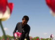 Afganistán: lo que significa el conflicto talibán para el comercio mundial de heroína