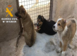Investigado un vecino de Caudete por mutilar a tres cachorros de pastor catalán