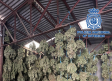 Un detenido por el cultivo y secado de toneladas de marihuana en Mascaraque (Toledo)