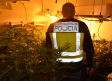 Intervienen más de mil plantas de marihuana en chalés de lujo en Cabanillas del Campo (Guadalajara) y Madrid