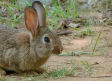 Castilla-La Mancha prorrogará la emergencia cinegética por daños de conejos