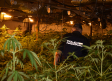 Desmantelada una nueva plantación de cultivo ilegal de marihuana en El Casar (Guadalajara)