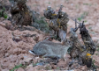 Emergencia cinegética temporal por daños por conejos en 292 municipios de Castilla-La Mancha
