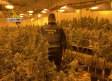 Detenida una septuagenaria por el cultivo de medio millar de plantas de marihuana en su vivienda en Hormigos (Toledo)