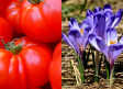 Tomafrán: tomates con azafrán que protegen contra los trastornos que ocasiona el Alzheimer