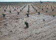 Los mapas del cambio climático: Castilla-La Mancha podría perder el 50 % de viñedo