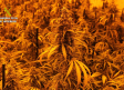 Cuatro detenidos con 900 plantas de marihuana en una vivienda de Torrejón del Rey