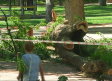 Una mujer herida y caídas de árboles en distintos parques de Guadalajara tras la fuerte tormenta