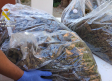 Incautan 600 plantas de marihuana y 24 kilos de cogollos en una vivienda familiar en El Casar (Guadalajara)