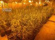 Desarticulado un laboratorio de marihuana con 800 plantas en una vivienda de Santa Olalla (Toledo)