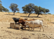 Asaja Toledo advierte: la sequía ya reduce la cabaña ganadera y desciende los cultivos