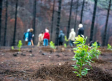 Y tras los incendios, matorrales: cómo recuperar los bosques y hacerlos más resistentes al fuego