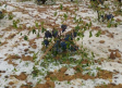 El granizo provoca importantes destrozos en la viña en Aliaguilla, Cuenca