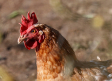 Una granja de gallinas ponedoras en Fontanar, primer foco de influenza en aves de corral en Castilla-La Mancha