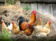 Sacrifican 600.000 gallinas por el foco de gripe aviar ya controlado en Fontanar