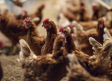 Detectan un segundo foco de gripe aviar en una granja en Castilla-La Mancha