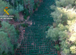 Desmantelan una plantación con 1.330 plantas de marihuana en un paraje natural del Señorío de Molina (Guadalajara)