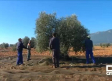 18 millones de euros para paliar los efectos de Filomena en el olivar de Castilla-La Mancha
