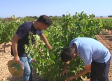 Agricultores de la Manchuela albaceteña aprenden a valorar los daños del granizo