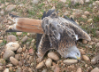 Suspendido el juicio por el envenenamiento masivo de aves rapaces en Gerindote