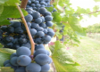 Paralizada la vendimia en la D.O. Valdepeñas por los precios de la uva