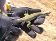Investigado por capturar en Albacete un lagarto ocelado, especie amenazada en Castilla-La Mancha