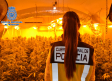 Desarticulada en Toledo una red que cultivaba y exportaba marihuana a Europa