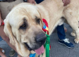 Un perro mastín de Miguelturra (Ciudad Real), nombrado el más bonito del mundo