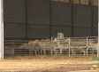 Mueren más de cien ovejas al incendiarse una granja en Tarazona de la Mancha (Albacete)