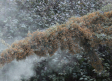 Alergias al polen en pleno invierno: las cupresáceas, disparadas