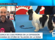 Así ha sido la 35 Exposición Internacional Canina de Otoño en Talavera de la Reina