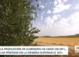Sin cereal, pérdidas en la viña: los efectos de la sequía y el granizo en Castilla-La Mancha