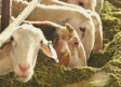 Agricultura analiza este viernes la evolución de la viruela ovina y posibles flexibilizaciones
