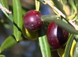 El aceite ecológico de la Sierra de Altomira, uno de los mejores de España