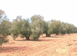 La cosecha de aceite de oliva será de 85.000 toneladas, según Agricultura